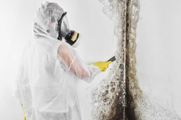 Best Toxic Mold Removal  in Clementon, NJ