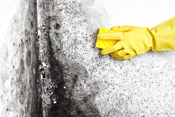 Best Certified Mold Removal  in Clementon, NJ