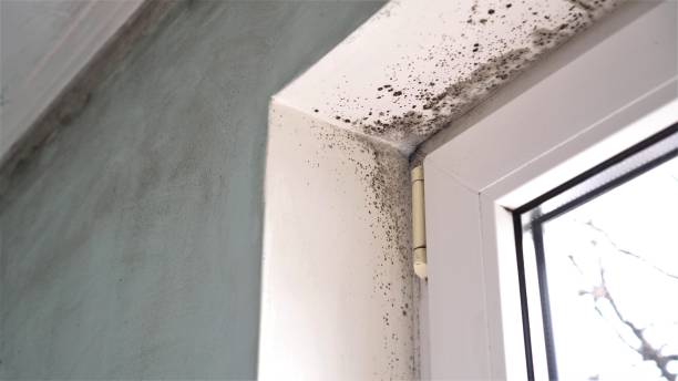 Mold Removal and Inspection in Clementon, NJ