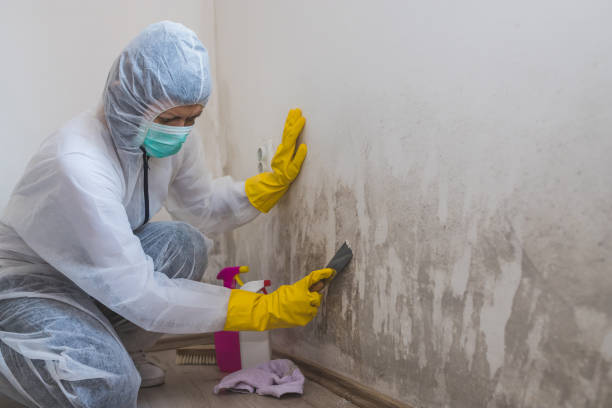 Home Mold Removal in Clementon, NJ