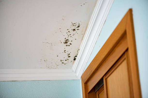 Trusted Clementon, NJ Mold Removal Experts