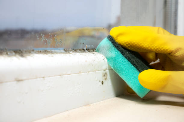 Best Professional Mold Removal  in Clementon, NJ