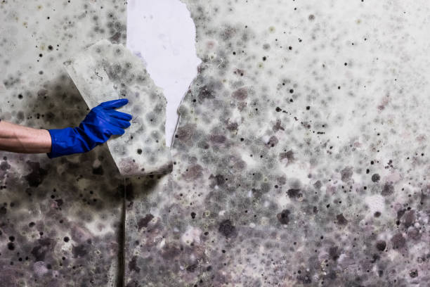 Best Home Mold Removal  in Clementon, NJ